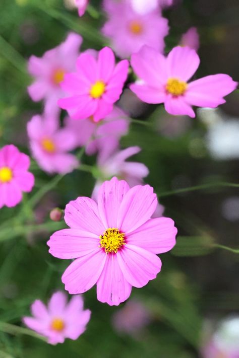 Close-Up Of Pink Cosmos Flowers Heat Tolerant Plants, Flowers To Plant, Potted Geraniums, 10 Flowers, Sun Loving Plants, Deer Resistant Plants, Full Sun Plants, Best Flowers, Planting Hydrangeas