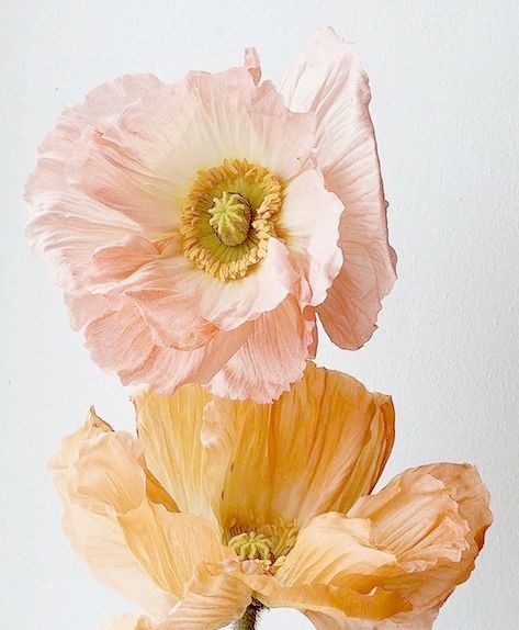 Image Nature, Plant Life, My Flower, Pretty Flowers, Yellow Flowers, Flower Power, Paper Flowers, Peonies, Blush Pink