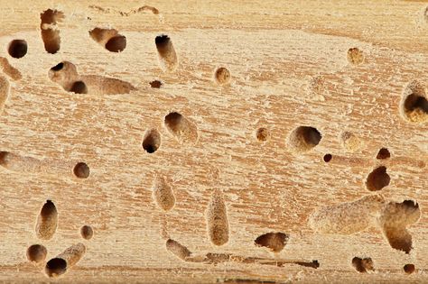 Are These Termite Exit Holes? | Terminix Blog Flying Termites, Signs Of Termites, Drywood Termites, Red Insects, Termite Prevention, Wood Termites, Termite Damage, Carpenter Ant, Carpenter Bee