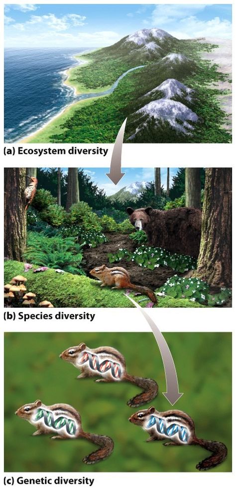 Levels of biodiversity. 3 scales: a.) ecosystem diversity is the variety of ecosystems within a region.  b.) species diversity is the variety of species within an ecosystem c.) genetic diversity is the variety of genes among individuals of a species. Science Portfolio, Mountain Ecosystem, Emergency Housing, Genetic Diversity, Biological Science, Portfolio Pictures, Skin Care Pictures, Biological Diversity, Keystone Species