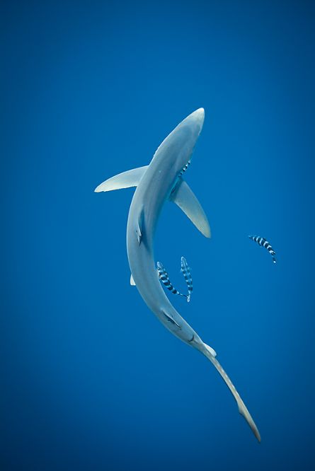 nature-madness:  Blue Shark With Pilot Fish Night Surfing, Angel Shark, Sea Treasure, Swimming In The Ocean, Life Under The Sea, Life Aquatic, Mural Ideas, Interesting Animals, Blue Shark