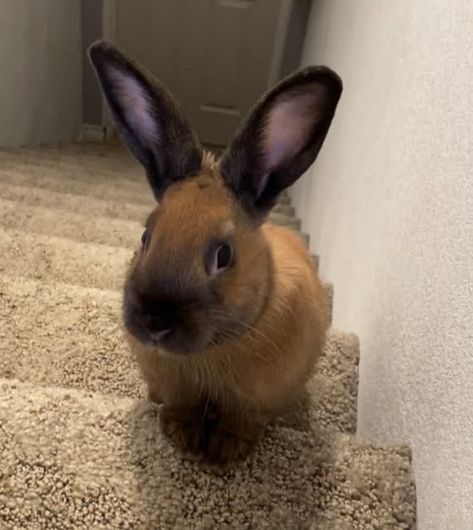 Cinnamon Rabbit, Cinnamon Bunny, Best Friend, Cinnamon, Cute Animals, Animals