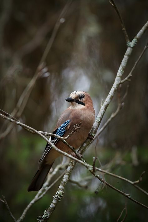 Bird In Forest, Eurasian Jay, Jay Bird, British Wildlife, Kinds Of Birds, Oak Trees, Wild Bird, Beautiful Bird, White Feathers