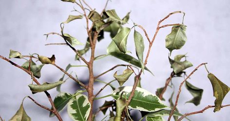 Plant Leaves Turning Yellow, Leaves Falling, Ficus Tree, Small Insects, Plant Diseases, My Plant, Yellow Leaves, Large Plants, All About Plants