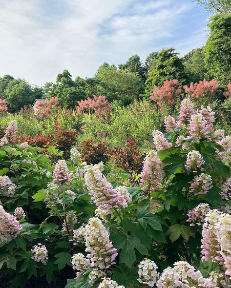 Regenerative Flower Farm Scenes in Summertime - Love 'n Fresh Flowers Farm Scenes, Farm Scene, Biome, Flower Farm, Fresh Flowers, Philadelphia, Flowers, Nature