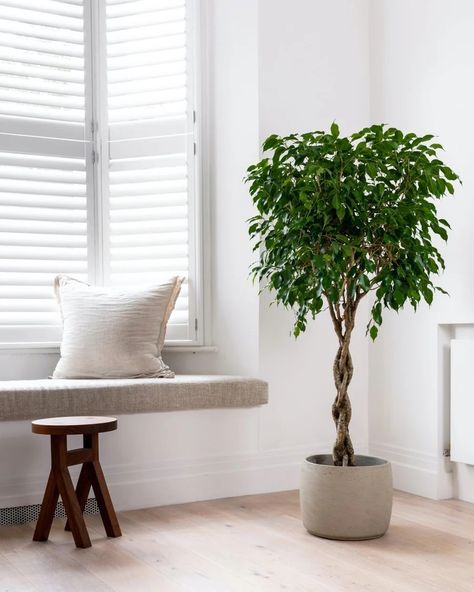 Weeping Fig Tree Indoor, Ficus Exotica, Ficus Tree Indoor, Weeping Fig Tree, Living Room Design Green, Indoor Plants Styling, Weeping Fig, Ficus Benjamina, Tree Indoor