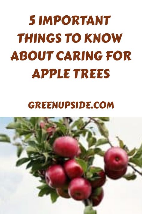 What To Plant Under Apple Trees, Planting Apple Trees, Growing Apple Trees, Apple Tree Care, Apple Plant, Pruning Fruit Trees, Baby Apple, Tree Support, Growing Fruit Trees