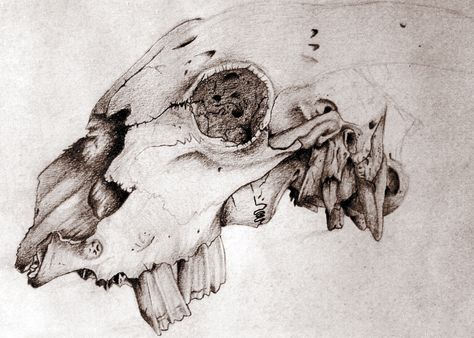 Animal skull: Tonal Study in pencil Longhorn Skull Drawing, Animal Skull Drawing, Cow Skull Tattoos, Bull Skull Tattoos, Cow Tattoo, Cow Drawing, Skeleton Drawings, Bull Tattoos, Buffalo Skull