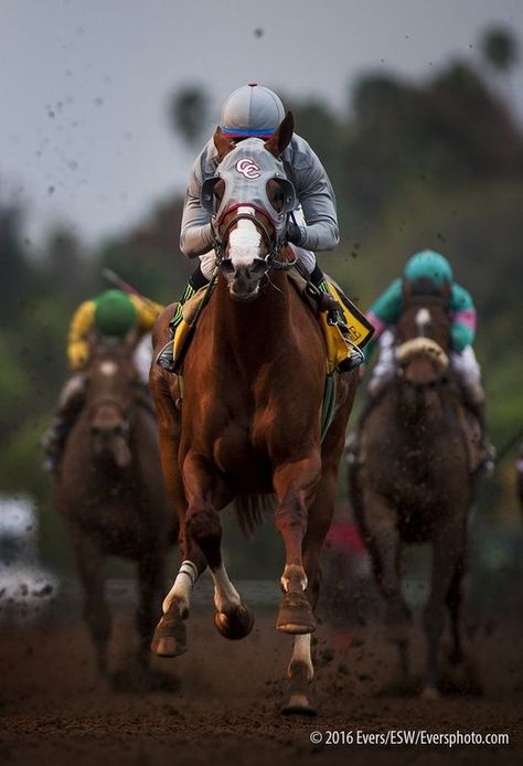 Unusual Horse, California Chrome, Kentucky Derby Horses, Thoroughbred Racehorse, Race Photography, Horse Story, Derby Winners, Ky Derby, Equestrian Events