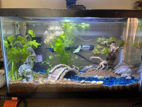 Berta Fish Tank, Big Fish Tank, Big Fish Tanks, Cool Fish Tank Decorations, Axolotl Tank, Fish Aquarium Decorations, Goldfish Tank, Fish Tank Themes, Betta Aquarium