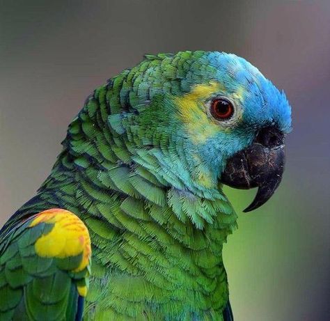 Parrot Pictures, Amazon Parrots, Wallpaper Dog Aesthetic, Animals And Pet Supplies, Beautiful Parrots, Dog Tattoo Ideas, Bird Breeds, Parrot Pet, Amazon Parrot