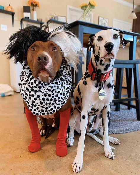 Best Halloween costumes ever! Cruella & Pongo Crewella Deville Costume, Best Halloween Costumes Ever, Barbie Shop, Diy Dog Costumes, Best Halloween Costumes, Halloween Animals, Dog Costumes, Dog Costume, Cool Halloween Costumes