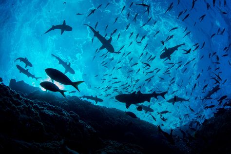 Learn about the Pristine Seas expeditions from National Geographic. Sea Animals Laptop Wallpaper, Marine Life Landscape, Marine Life Wallpaper Laptop, Shark Pc Wallpaper, Sea Aesthetic Wallpaper Laptop, Ocean Laptop Wallpaper, Shark Wallpaper Laptop, Ocean Wallpaper Laptop, Ocean Desktop Wallpaper