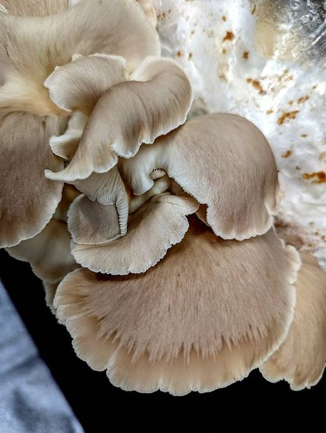 Painted Oyster™ Liquid Mushroom Culture. Pleurotus Pulmonarius - Etsy Mushroom Culture, Oyster Mushroom, Growing Food, Greenhouses, Hydroponics, Stuffed Mushrooms, Ships