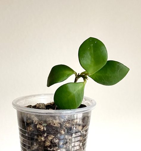 GetRarePlants - Etsy Hoya Carmelae, Tropical Indoor Plants, Rare Hoya, Mini Cute, Cold Pack, Small Leaf, Live Plants, Portland Oregon, The Cup