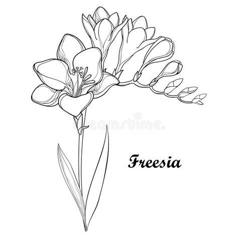 Vector bunch with outline Freesia flower, bud and ornate leaf in black isolated on white background. Perennial fragrant plant. Vector bunch with outline Freesia vector illustration Gardening Doodles, Freesia Tattoo, Caroline Tattoo, Plants Background, Freesia Flower, Freesia Flowers, Birds Of Paradise Flower, Flower Line Drawings, Flower Drawing Tutorials