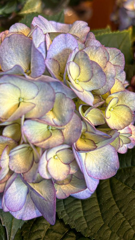 The Kanmara® Splendour in Lilac Hydrangea (Hydrangea macrophylla 'H211906') is the perfect flowering plant for shaded porches, patios, and balconies. It has large, dramatic purple-blue mophead flowers and dark green foliage. Learn more about this stunning hydrangea for full shade. Lilac Hydrangea, Mophead Hydrangea, Toxic To Dogs, Hydrangea Tree, Big Leaf Hydrangea, Bigleaf Hydrangea, Smooth Hydrangea, Hydrangea Quercifolia, Panicle Hydrangea