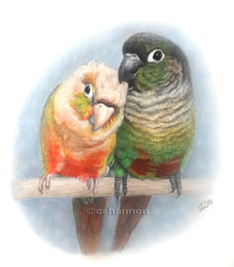 Conure art Conure Drawing, Love Birds Drawing, Pineapple Conure, Conure Bird, Green Cheek Conure, Parrot Drawing, Love Birds Painting, Birds Parrots, Conure Parrots