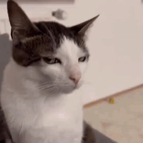 Stare Cat Stare GIF – Stare Cat stare Cat look – discover and share GIFs Cat Staring, Mood Gif, 1 Girl, Silly Cats, Black & White, Cat Gif, Cat Love, Cat Memes, Grammar