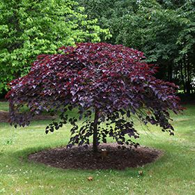 Ruby Falls Redbud, Weeping Redbud, Tree With Pink Flowers, Best Plants For Shade, Cercis Canadensis, Judas Tree, Ruby Falls, Weeping Trees, Purple Foliage