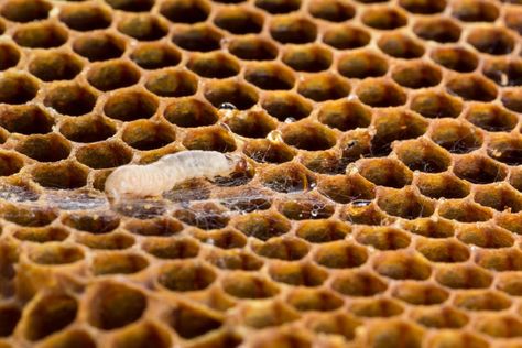 How to Treat Wax Moths in Beehives Wax Moth, Bee Colony, Remove Wax, Natural Wax, Bee Keeping, Bee Hive, Moth, Read More, Take A