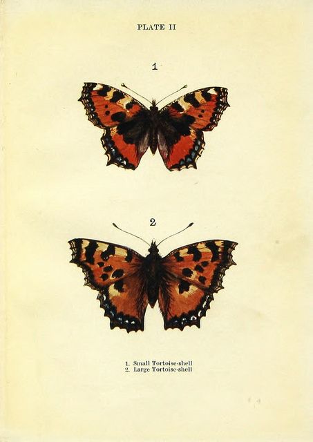 Vintage butterfly illustration of small & large tortoise-shells, 1910. Antique Butterfly Tattoo, Butterflies Illustration Vintage, Tortoise Shell Butterfly, Small Tortoise, Painting Butterflies, London Edinburgh, Tortoiseshell Butterfly, Shell Butterfly, Library Vintage