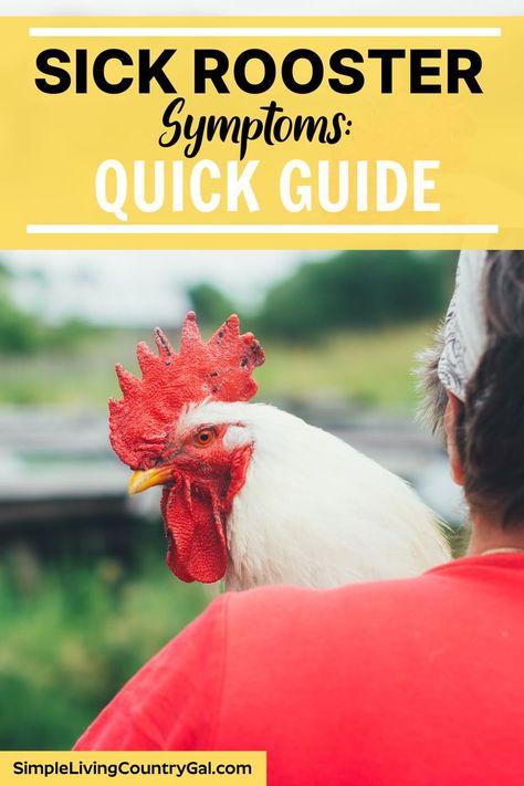 Chicken Flock, Baby Chicks Raising, Clean Chicken, Chicken Coop Run, Chicken Health, Raising Backyard Chickens, Backyard Flocks, Keeping Chickens, Natural Cold Remedies