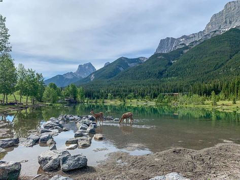 Quarry Lake Canmore, Travel Banff, Quarry Lake, Canmore Alberta, Waterfall Trail, Banff Canada, Riverside Park, Mountain Scenery, Walking Routes