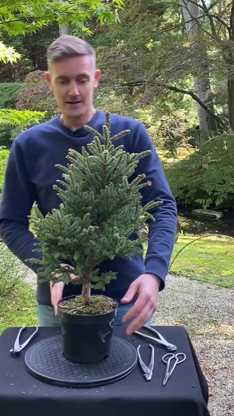 Bonsai Empire | Creating a Picea Literati Bonsai #bonsai #literati #spruce #picea | Instagram Literati Bonsai, Bonsai Ideas, Juniper Bonsai, January 27, Bonsai, Plants, On Instagram, Quick Saves, Instagram