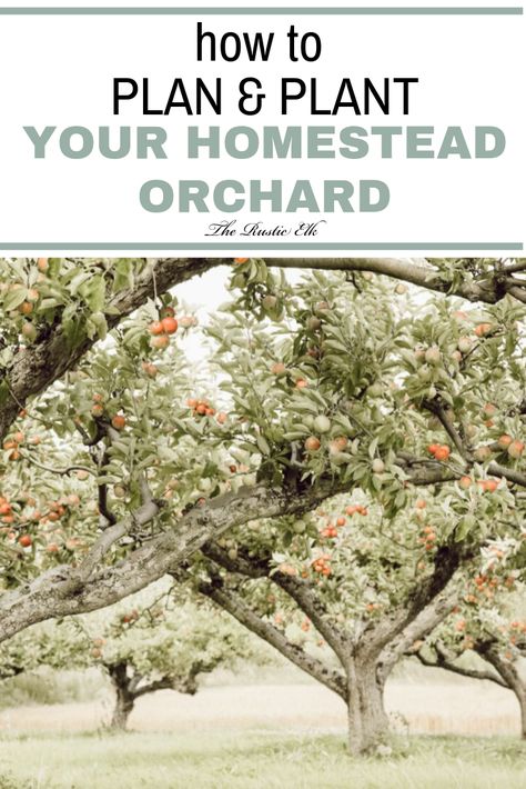 Ready to start your homestead orchard? These tips will help you figure out how to plan and plant your own fruit bearing trees so that you can grow even more food, even in small spaces, and add to your self sufficiency goals. Homestead Orchard, Portage Garden, Homestead Planning, Small Homestead, Orchard Design, Self Sufficiency, Fruit Bearing Trees, Orchard Garden, Growing Fruit Trees