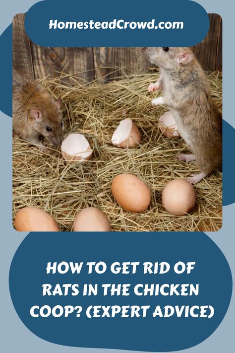 Learn expert tips on how to get rid of rats in your chicken coop and prevent them from returning. Protect your chickens and coop from health risks and damage. How To Get Rid Of Rats In Chicken Coop, How To Keep Rats Out Of Garden, Rat Proof Chicken Coop, Rodent Proof Chicken Coop, Keep Predators Out Of Chicken Coop, How To Keep Rats Out Of Chicken Coop, What Can Chickens Eat, Rat Infestation, Getting Rid Of Rats