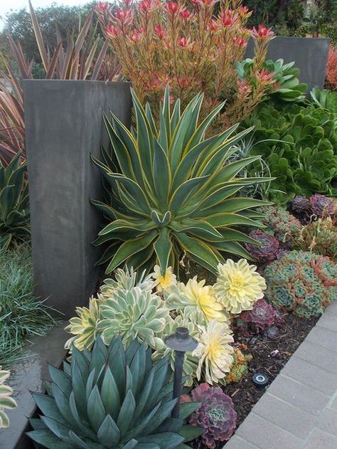 Succulent Landscape Design, Rogers Gardens, Drought Tolerant Garden, Succulent Garden Design, Succulent Landscaping, نباتات منزلية, Drought Tolerant Landscape, Succulent Gardening, Desert Garden