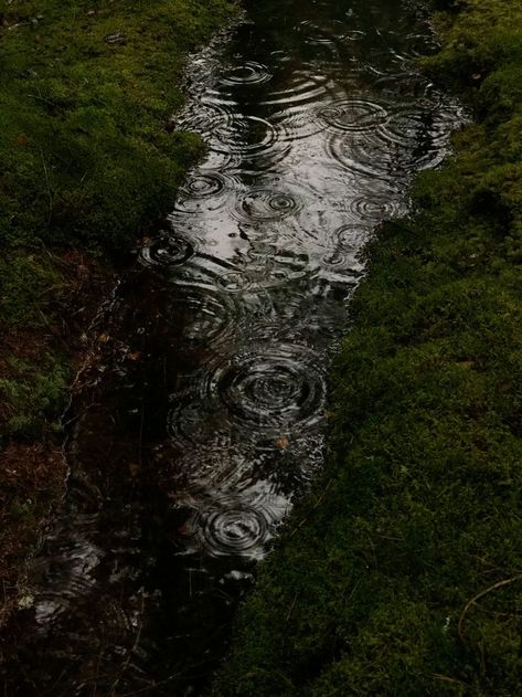 Rain In A Forest, Dark Mushroom Aesthetic, Mushrooms In Forest, Twilight Autumn, Rainy Garden, Artemis Aesthetic, Mushroom Picking, Dark Rain, Forest Rain