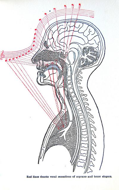 How to Sing Diagram... Hmm I'll have to see what Mr. Felts thinks of this! Singing Exercises, Vocal Training, Singing Techniques, Vocal Lessons, Music Theory Guitar, Choral Music, Music Ed, Singing Tips, Singing Lessons