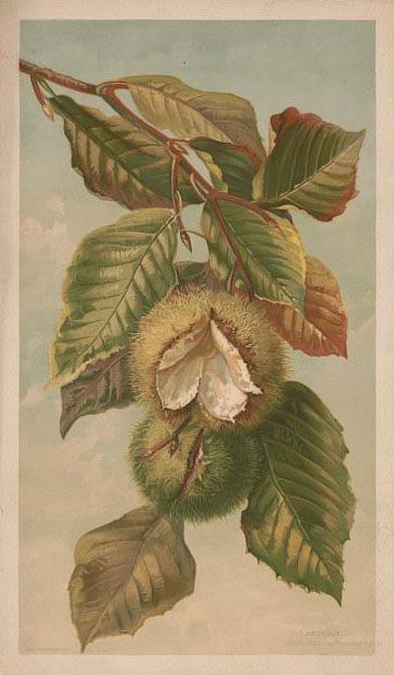 Horse Chestnut, The Graphics Fairy, Chestnut Trees, Beech Tree, Graphics Fairy, Chestnut Horse, Botanical Painting, Vintage Horse, Seed Pods