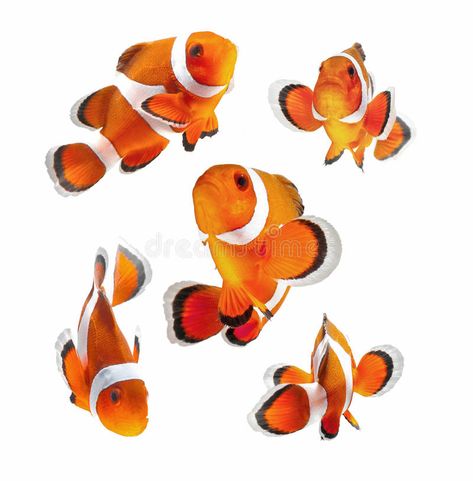 White Background Photography, Fish Sketch, Fish Background, Underwater Art, Astuces Diy, Fish Drawings, Exotic Fish, Stock Art, Gravure Laser