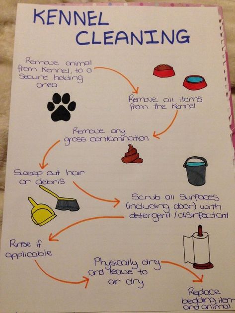 Dog Kennel Cleaning Ideas, Dog Kennel Organization Ideas, Dog Boarding Set Up, Dog Boarding Organization Ideas, Dog Grooming And Boarding Ideas, Breeding Kennel Ideas, Dog Kennel Business Ideas, Vet Clinic Ideas Design, Pet Hotel Ideas