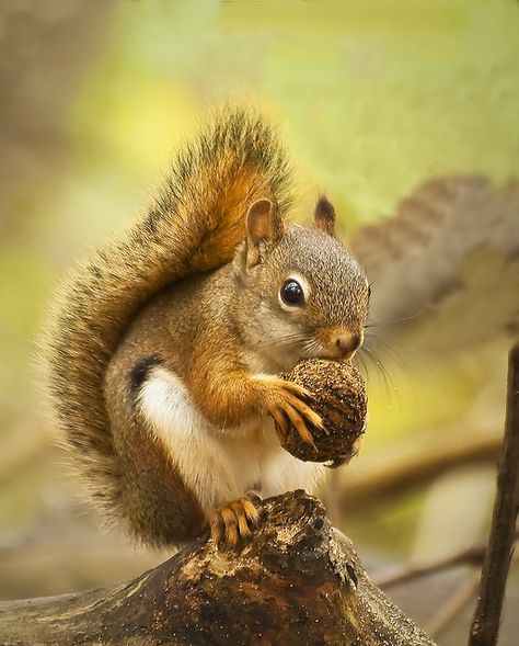 Grey Squirrel. This looks like my little Squeekerz! Squirrel Pictures, Nature Pics, Cute Squirrel, A Squirrel, Baby Squirrel, Red Squirrel, Airbrush Art, Arte Animal, Alam Yang Indah