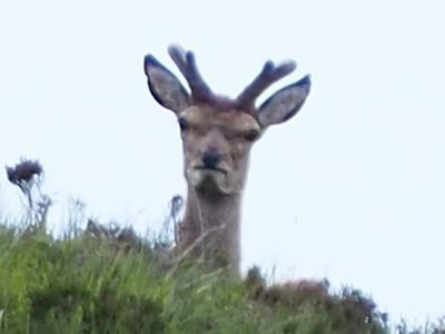 angry deer Deer Meme, Deer, Memes