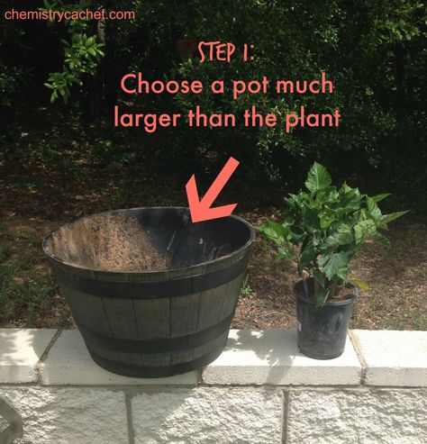 How to Pot Hibiscus with Step by Step Instructions Hibiscus Shrub, Hibiscus Bush, Growing Hibiscus, Plumeria Tattoo, Garden Front Of House, Hibiscus Garden, Hibiscus Tree, Summer Planter, Diy Step By Step