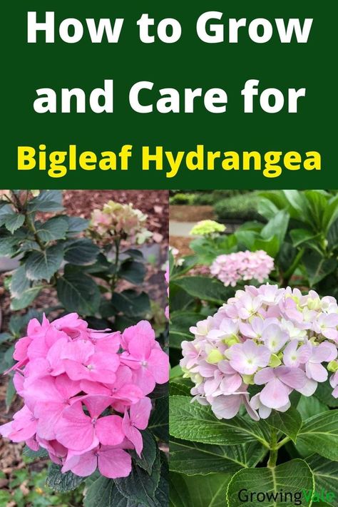 Bigleaf Hydrangea Boho Hydrangea Plant, Macrophylla Hydrangea, Hydrangea Types, Hydrangea Plant Care, Hydrangea Shade, Propagating Hydrangeas, Hydrangea Plant, Front Garden Ideas, French Hydrangea