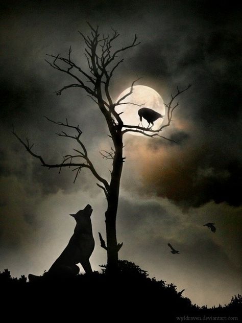 raven and the wolf Vintage Calligraphy, Raven And Wolf, Charcoal Drawings, Howl At The Moon, Crows Ravens, Beautiful Moon, A Wolf, Wolf Art, Pics Art