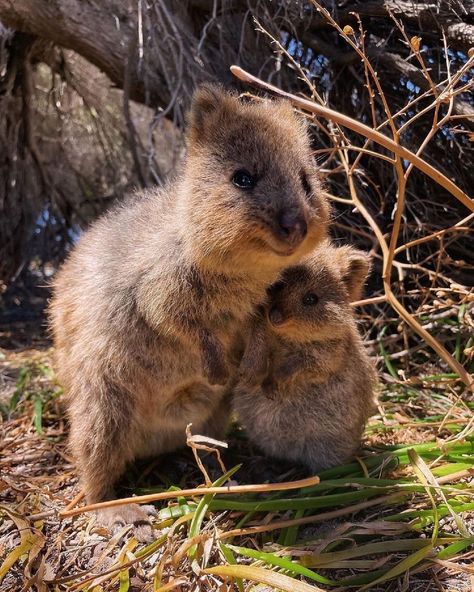 Australia (@australia) posted on Instagram • Jan 19, 2022 at 7:00pm UTC Quokka Cute, Quokka Animal, Quokka Baby, Everyday Happy, Photo Time, Cute Animals Images, Australian Animals, Silly Animals, Happy Mother