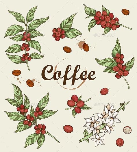 Vintage Coffee Beans and Coffee Plant Coffee Bean Plant, Board Header, Coffee Advertisement, Bean Plant, Coffee Plant, Coffee Illustration, Cozy Nest, Leaf Drawing, Cute Good Morning