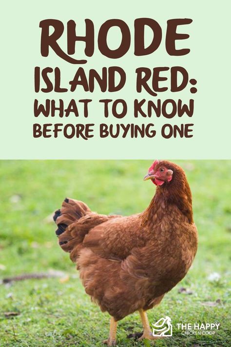 Funny Chicken Coop, Rhode Island Red Hen, Rhode Island Red Chickens, Farm Pets, Backyard Coop, My Neighbourhood, Chicken Barn, Raising Farm Animals, Rhode Island Red