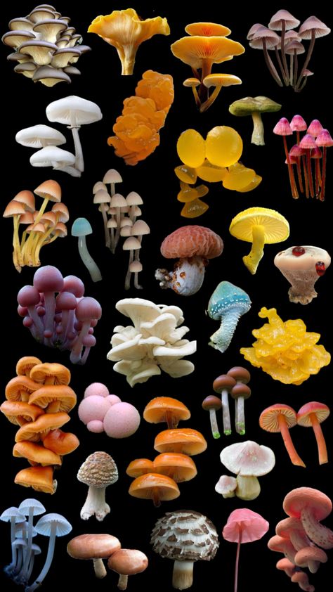 Champignon Aesthetic, Mushrooms Reference, Hongos Aesthetic, Fungi Aesthetic, Cool Mushrooms, Types Of Mushrooms, Mushrooms Art, Fungi Art, Microscopic Photography