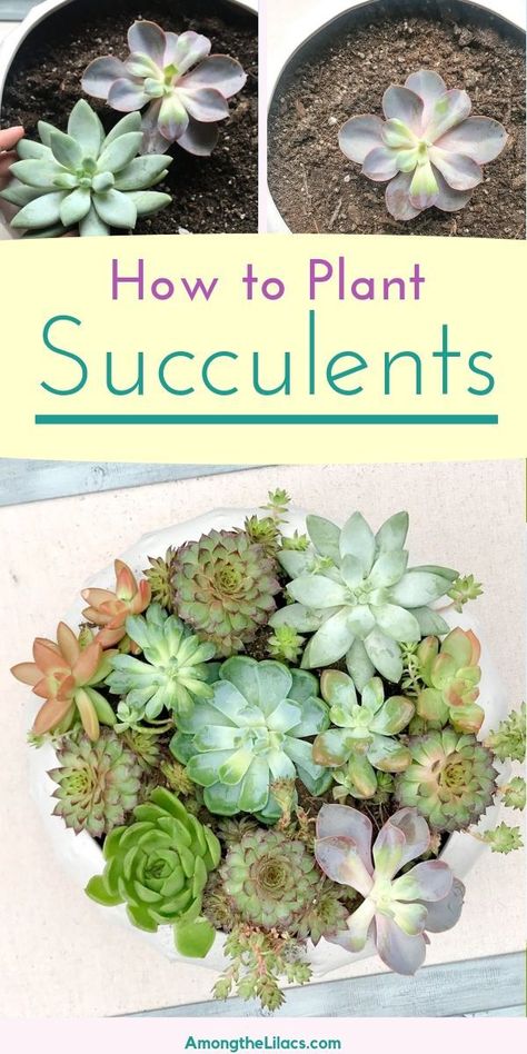 Multiplier Des Plantes Grasses, Garden Redesign, Water Succulents, Succulent Garden Outdoor, How To Water Succulents, Succulent Bowls, Plant Succulents, Succulent Garden Indoor, Succulent Garden Design