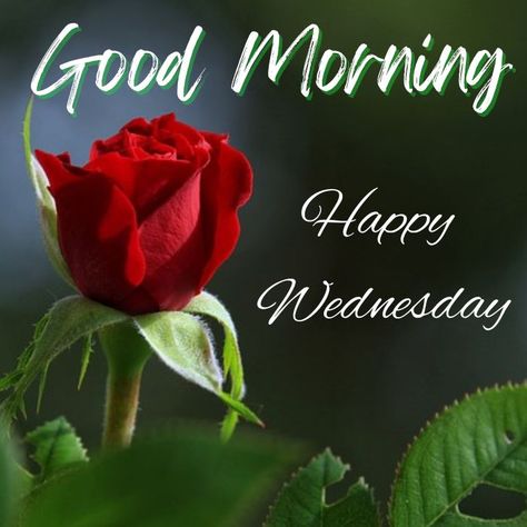 50 + Good Morning Happy Wednesday Wishes with HD Images Wensday Good Morning, Happy Wednesday My Love, Good Morning Wednesday Wishes, Wednesday Flowers, Happy Wednesday Morning, Wednesday Morning Images, Good Morning Wednesday Images, Wednesday Good Morning, Rainy Good Morning