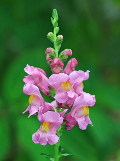 Antirrhinum majus (Snapdragon)  #antirrhinum #plantopedia #FloweringPlant #flowers #FloweringPlants #flower #blooming #FlowerGarden Snapdragon Flowers, Flower Identification, Beautiful Flowers Photography, Flower Bucket, Decoration Plante, Line Flower, Herbaceous Perennials, Beautiful Flowers Pictures, Perennial Plants