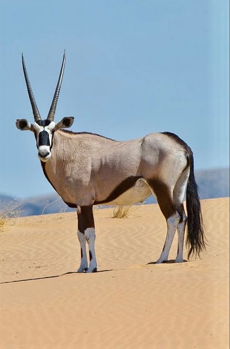 The gemsbok or South African oryx (Oryx gazella) is a large antelope native to the arid regions of Southern Africa, such as the Kalahari Desert. African Animals Photography, Himba People, Animals With Horns, African Antelope, Africa Wildlife, Africa Animals, Hiking Adventure, Middle Of Nowhere, Rare Animals